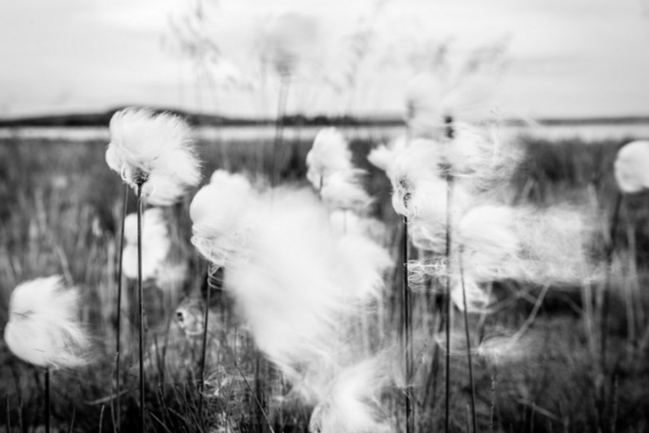 Fluffy cotton grass is dancing in the wind. Black and white photography of white fluffy flowers. Motion photography.
