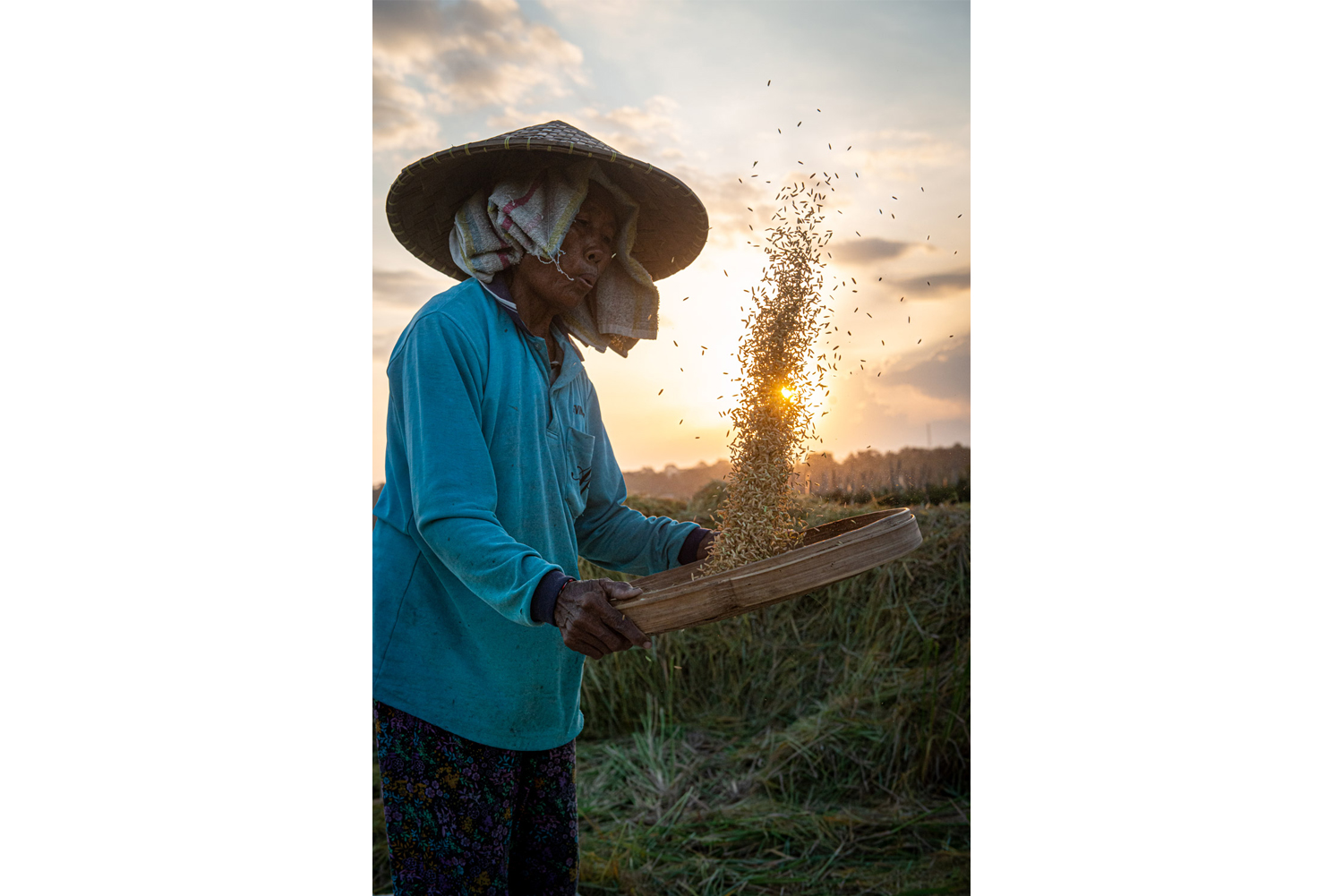 Portrait of an lady harvesting rice with a sunset in Bali.